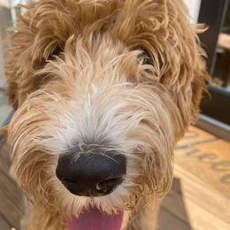 Goldendoodles from Ski Family Doodles