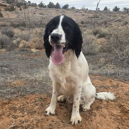 Lewis - English Springer Spaniel