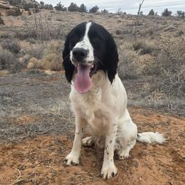 Lewis - English Springer Spaniel