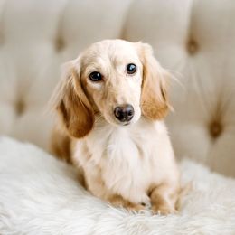 Dachshund Puppies from English Cream Dachshunds