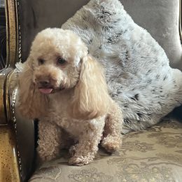 Maya - Poodle