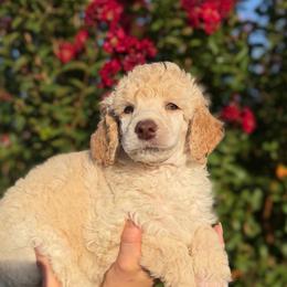 Sky - Cream male Poodle puppy in Midwest City, Oklahoma from Strawberry Hill Puppy Patch
