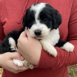 Girl 1 - Parti female Goldendoodle puppy in Lafayette, Alabama from Sweethaven Kennels