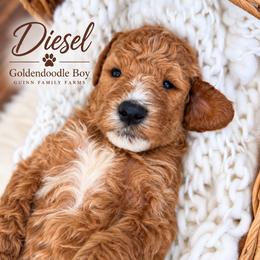 Diesel - male Goldendoodle puppy in Grove, Oklahoma from Guinn Family Farms