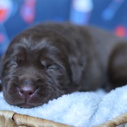 Boone - Chocolate male Labrador Retriever puppy in Williamston, South Carolina from Dutton Dog Co & Dalla Grazia Doberman
