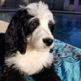 Delilah - Tri-color Bernedoodle puppy in Mesa, Arizona from Cookies and Cream Doodles