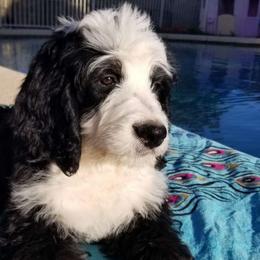 Delilah - Tri-color Bernedoodle puppy in Mesa, Arizona from Cookies and Cream Doodles