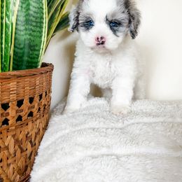 Cockapoo Puppies from Cockapoo puppies and co.