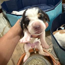 Black girl - Lemon and white female Basset Hound puppy in Walters, Oklahoma from Solo Spur Ranch