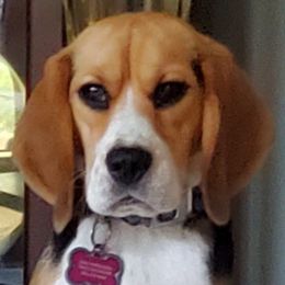 Zirka - Beagle