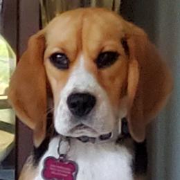 Zirka - Beagle
