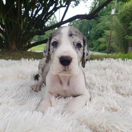 Great Dane Puppies from Gentle Giants of Tennessee Great Danes