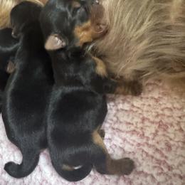 Yorkshire Terrier Puppies from Heaven_sent_toy_yorkies