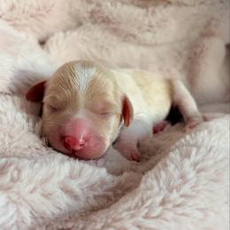 Oscar - Cream male Aussiedoodle puppy in Allen, Texas from Calena’s Doodles