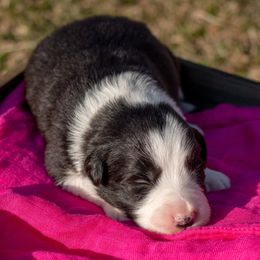 Sauske - Border Collie puppy in Twin Cities Area, Minnesota from Astoria Canines