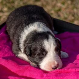 Sauske - Border Collie puppy in Twin Cities Area, Minnesota from Astoria Canines