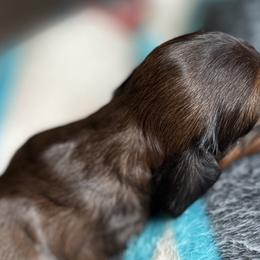 Dachshunds from TMJ Dachshunds & More