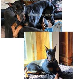 Doberman Pinscher puppies from Havenhaus Dobermans
