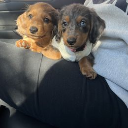 Dachshund Puppies from Doxie Gang