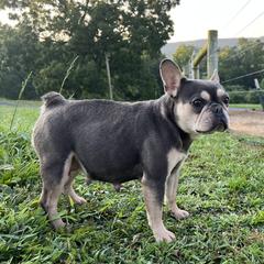 Lolli - French Bulldog