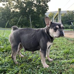 Lolli - French Bulldog