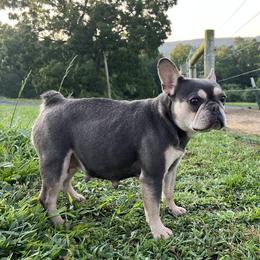 Lolli - French Bulldog