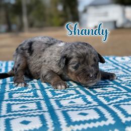 Shandy - Blue merle male Bernedoodle puppy in Youngstown, Florida from Wonderland’s Boujie Kennels
