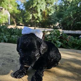 Cavapoo, Cockapoo, Goldendoodle, and Maltipoo Puppies from Perdue Puppies