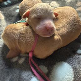 Girl 2 - female Goldendoodle puppy in Portland, Tennessee from Happy_Tails_by_TJ