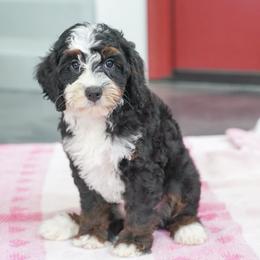 Stacie - Tri-color female Bernedoodle puppy in Dundee, Ohio from Down Home Doodle