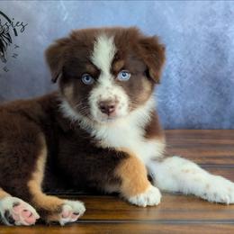 Dove - Red tri-color female Australian Shepherd puppy in Fultonville, New York from Sandy Aussies & Pomeranians