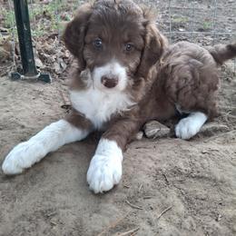 Aussiedoodle and Miniature Australian Shepherd Puppies from Aussies Acre