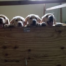 Labrador Retriever Puppies from Copper Creek Outfitters and Kennel