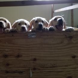 Labrador Retriever Puppies from Copper Creek Outfitters and Kennel