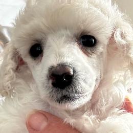 Buddy - Cream male Poodle puppy in Lyle, Washington from Sport Yorkie