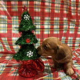 Pink - Chocolate and tan female Dachshund puppy in Poolville, Texas from Horton Hears a Weenie
