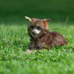 Chinese Crested Puppies from Qilin Chinese Crested