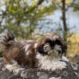 Toodles - Shih Tzu