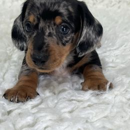 Roper - Dapple male Dachshund puppy in Council Hill, Oklahoma from Rocky Springs Ranch