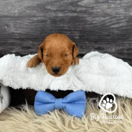Storm - Sable male Goldendoodle puppy in Utah County, Utah from Big Hearted Breeders