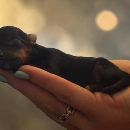 Ruby - Black and tan female Yorkshire Terrier puppy in Delta, Colorado from SATA Kennels