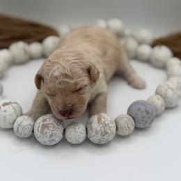 Truffle - Cream female Poodle puppy in Southampton, New Jersey from Lavishly Loved Pets LLC