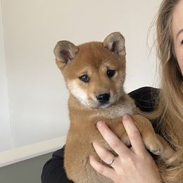 Shiba Inu Puppies from Happy Tails Shiba Inus