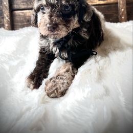 Simon - Chocolate and white male Havapoo puppy in from Pink Poodles and Doodles