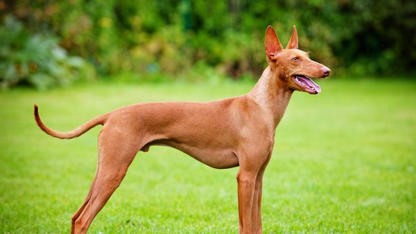 Find Cirneco dell’Etna puppies for sale