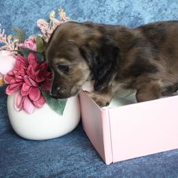 Behr - Dapple male Dachshund puppy in Pace, Florida from Shoebox Doxie’s