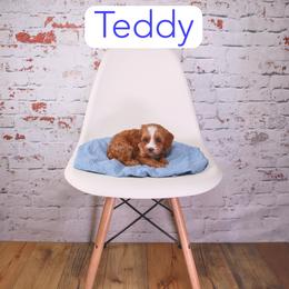 Teddy - Red male Cavapoo puppy in Calhoun, Georgia from Happy Top Doodles