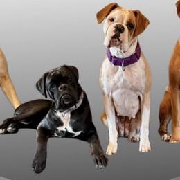 Boxer puppies from Vincent's Pride Boxers ~ Dudley's Dream Boxers