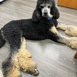 Mercury - Poodle puppy in Bristol, Virginia from Schrute Farms Standard Poodles
