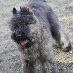 Bouvier des Flandres from Windswept Bouviers